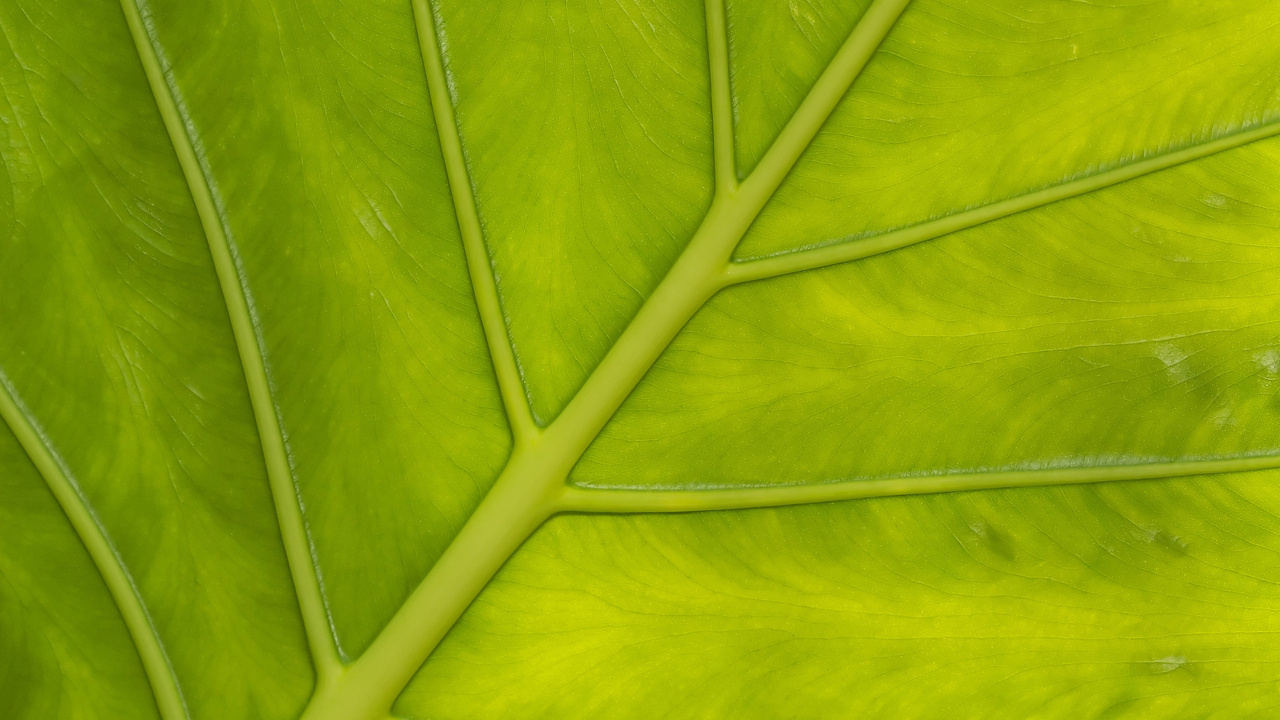 Обои лист, стебель растения, текстура, зеленый, растение в разрешении 1280x720