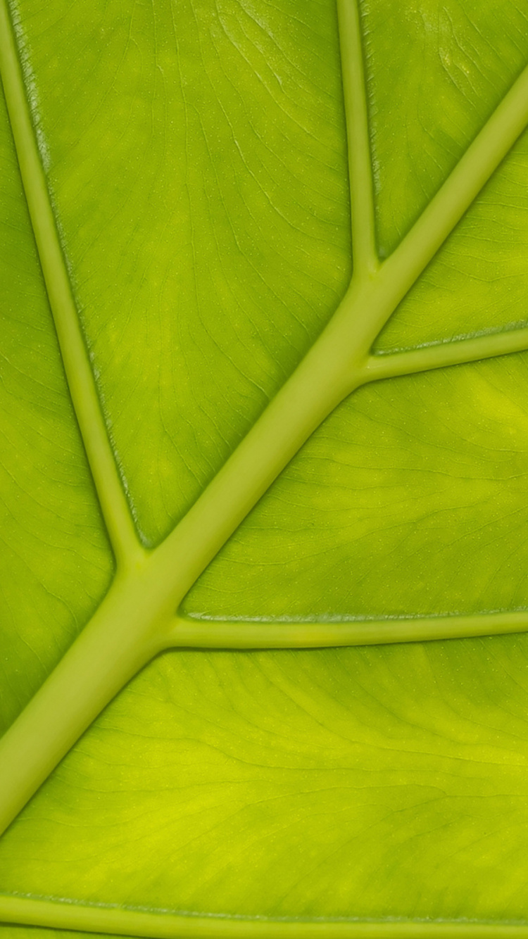 Обои лист, стебель растения, текстура, зеленый, растение в разрешении 750x1334