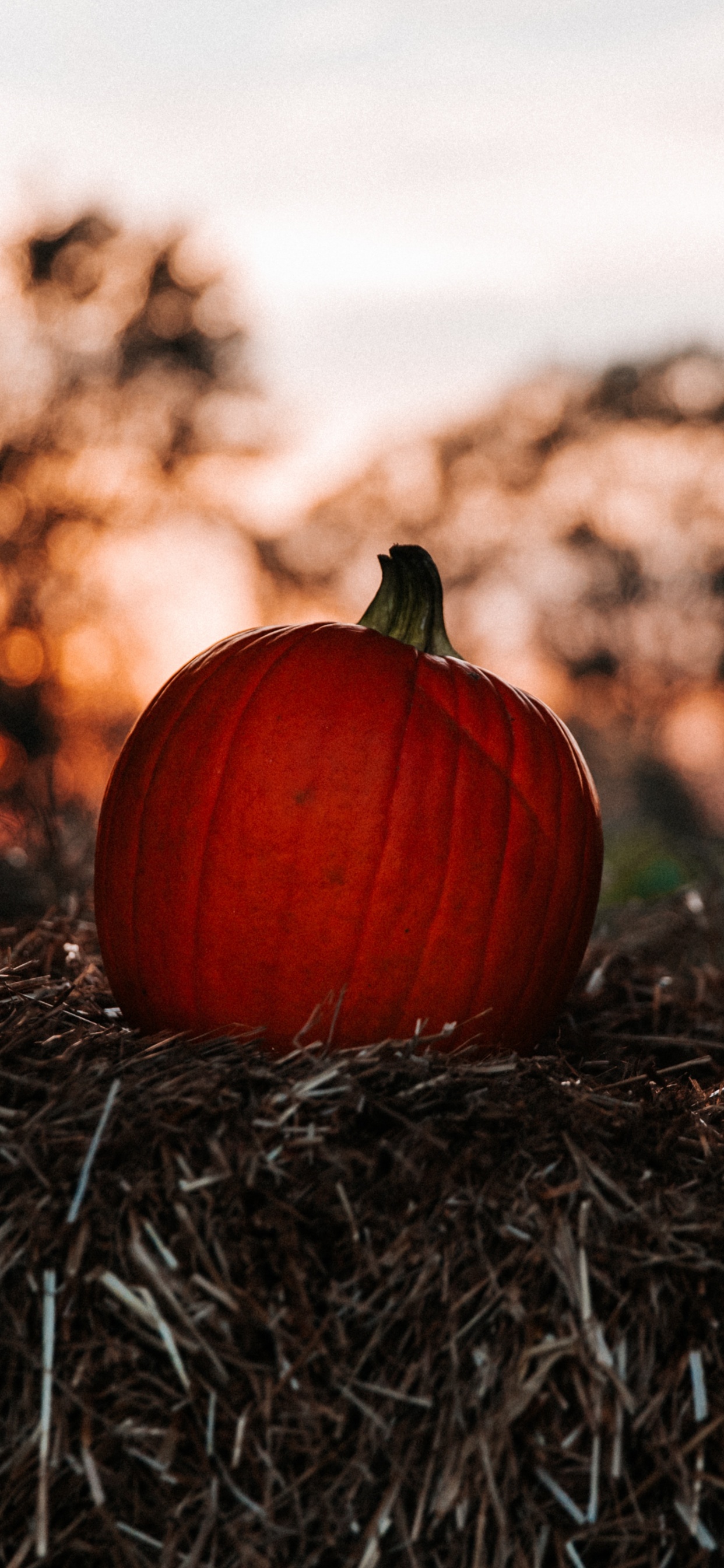 Обои тыква, красный цвет, лист, растение, дерево в разрешении 1242x2688