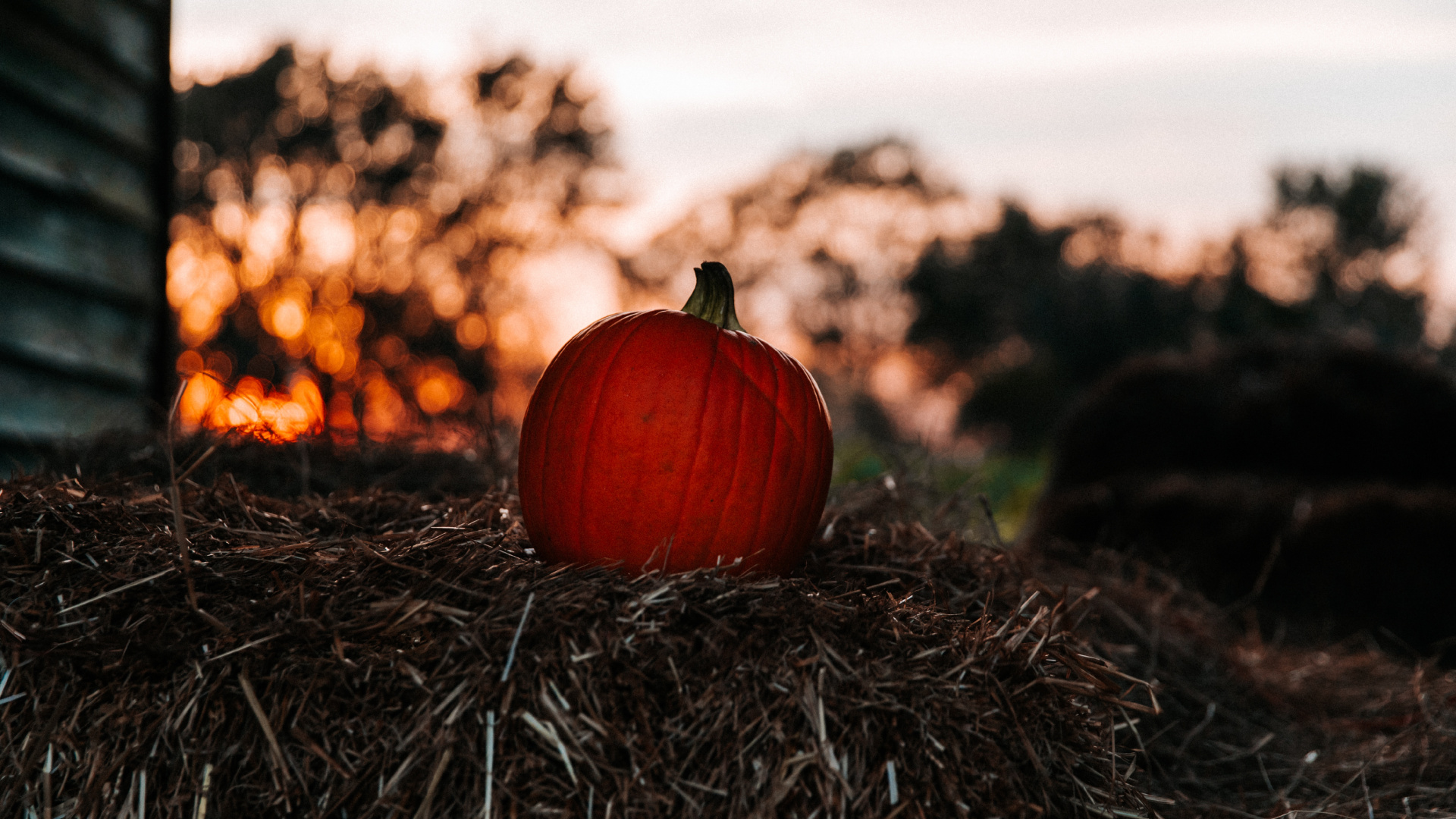 Обои тыква, красный цвет, лист, растение, дерево в разрешении 1920x1080