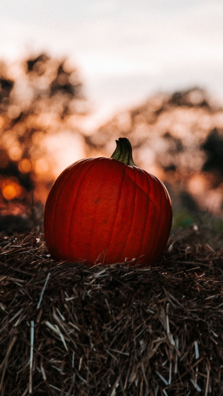 Обои тыква, красный цвет, лист, растение, дерево в разрешении 750x1334