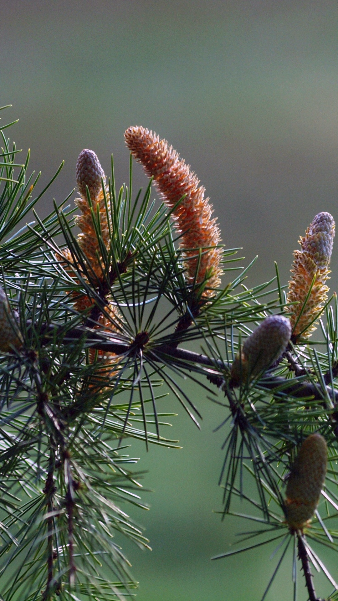 Обои ель, сосна, пихта, лиственница, Хвойные в разрешении 1080x1920