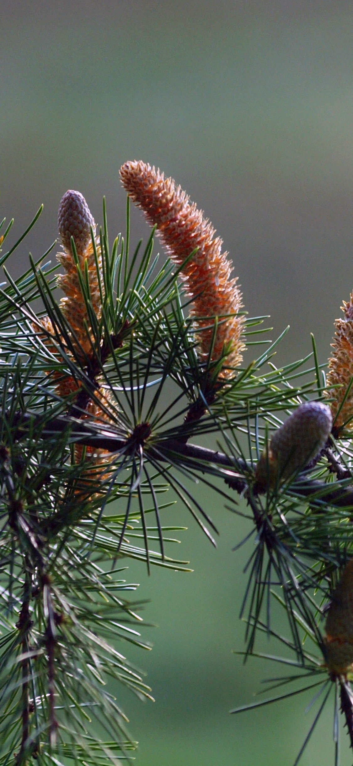 Обои ель, сосна, пихта, лиственница, Хвойные в разрешении 1125x2436