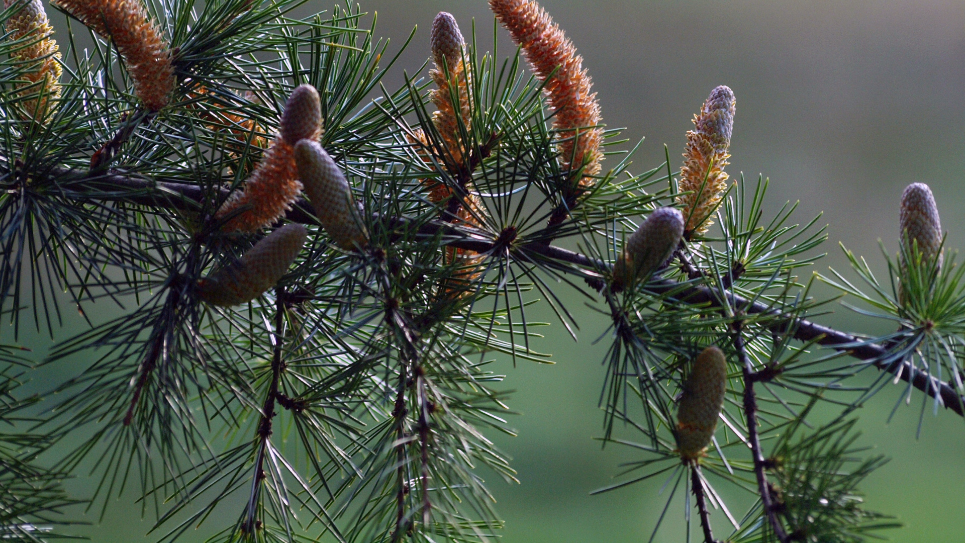 Обои ель, сосна, пихта, лиственница, Хвойные в разрешении 1920x1080