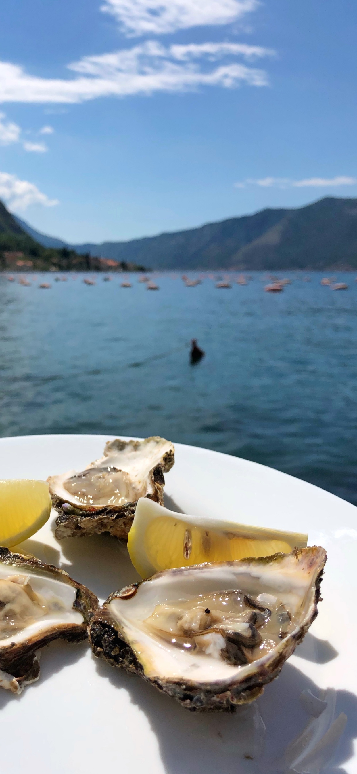 Обои устрица, морепродукты, вода, продукты животного происхождения, биология в разрешении 1242x2688