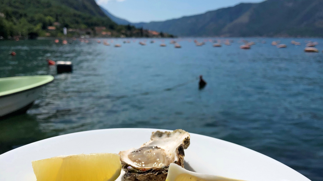 Обои устрица, морепродукты, вода, продукты животного происхождения, биология в разрешении 1366x768