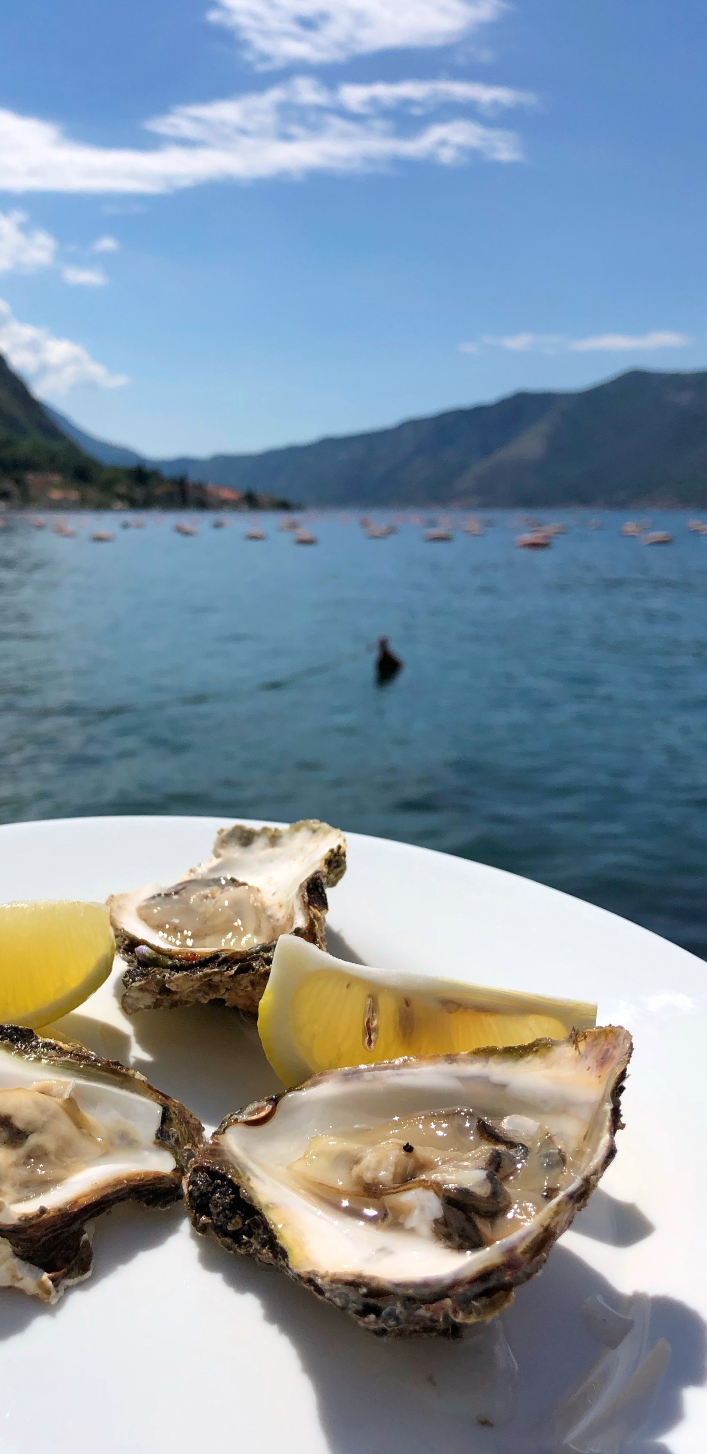 Обои устрица, морепродукты, вода, продукты животного происхождения, биология в разрешении 1440x2960