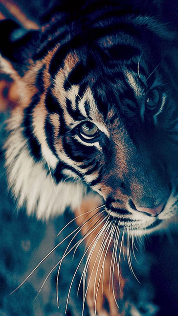 Обои Белый тигр, тигр, живая природа, бенгальский тигр, бакенбарды в разрешении 720x1280