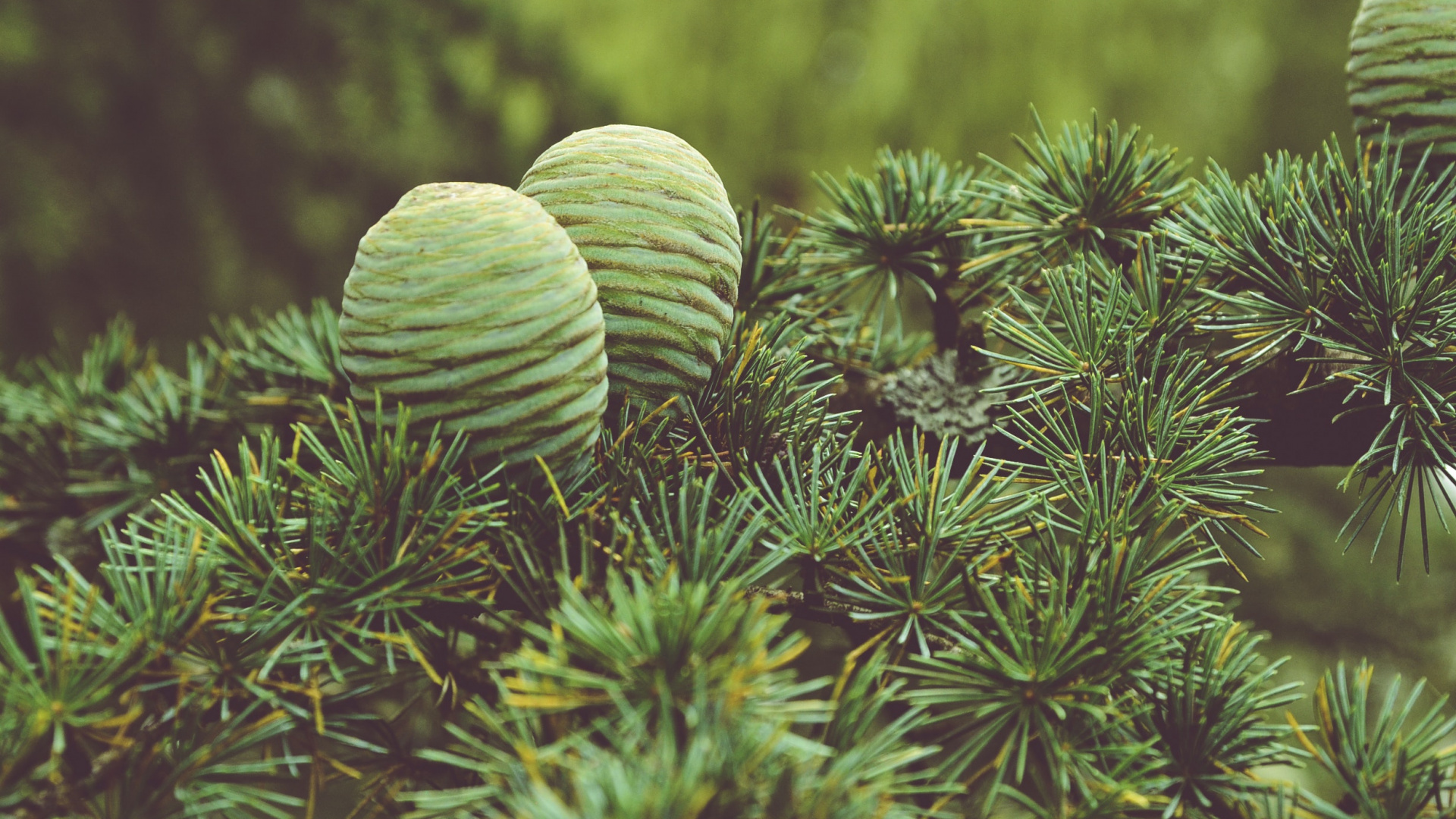 Обои дерево, растительность, экосистема, биом, вечнозеленое растение в разрешении 1920x1080