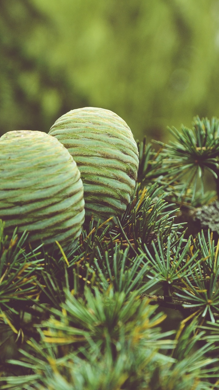 Обои дерево, растительность, экосистема, биом, вечнозеленое растение в разрешении 720x1280