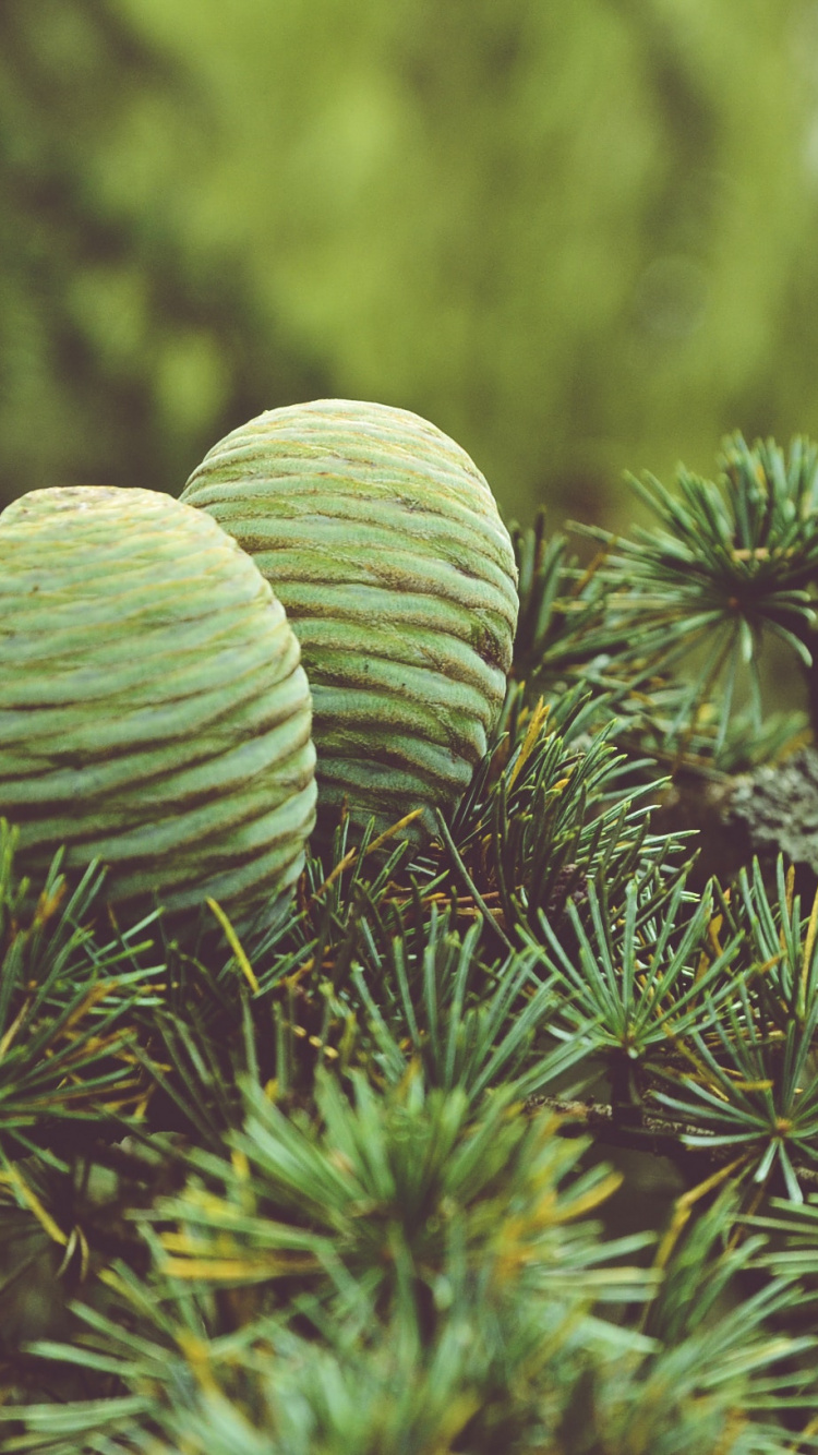 Обои дерево, растительность, экосистема, биом, вечнозеленое растение в разрешении 750x1334