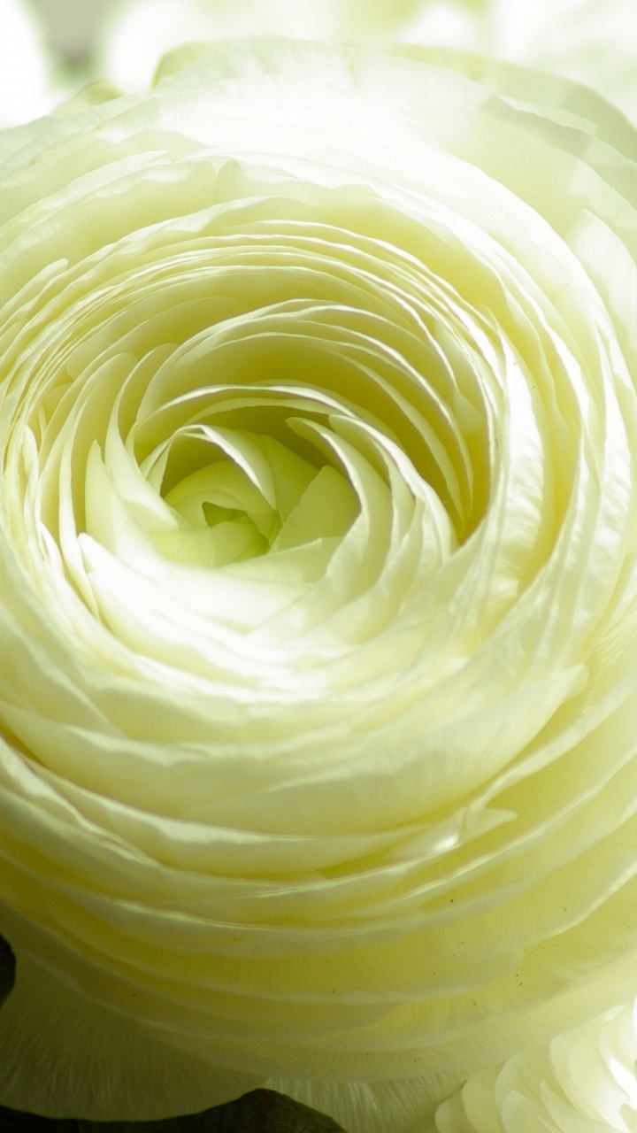 Обои мировой цветок, цветок, срезанные цветы, тюльпаны, лепесток в разрешении 720x1280