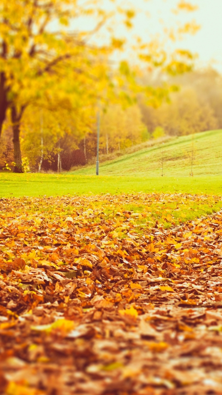 Обои осень, лист, дерево, природа, листопадные в разрешении 750x1334