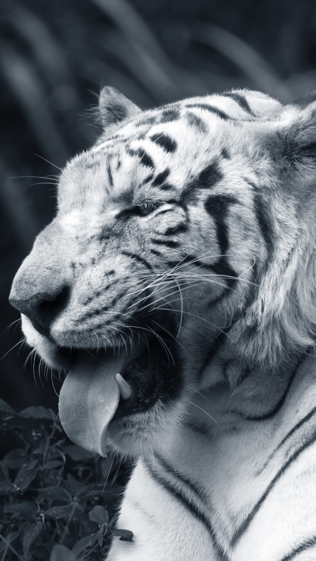 Обои Белый тигр, бенгальский тигр, кошачьих, большая кошка, черный и белый в разрешении 1080x1920