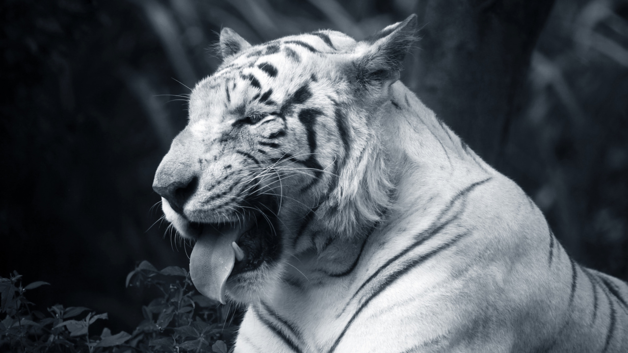 Обои Белый тигр, бенгальский тигр, кошачьих, большая кошка, черный и белый в разрешении 1280x720