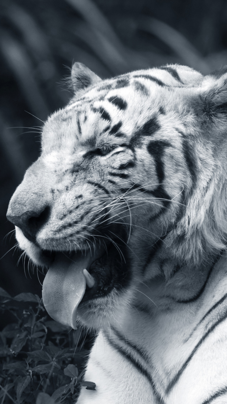 Обои Белый тигр, бенгальский тигр, кошачьих, большая кошка, черный и белый в разрешении 750x1334