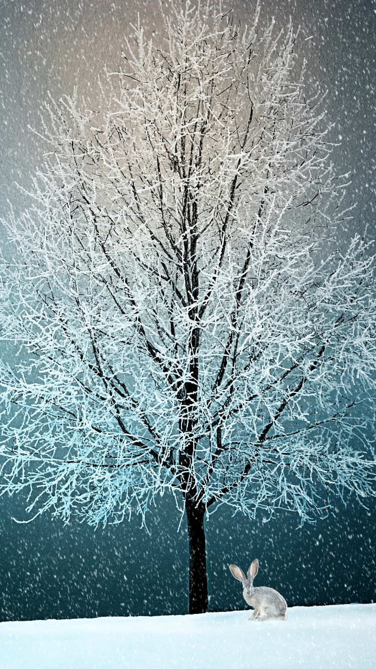 Обои снег, зима, дерево, природа, синий в разрешении 750x1334