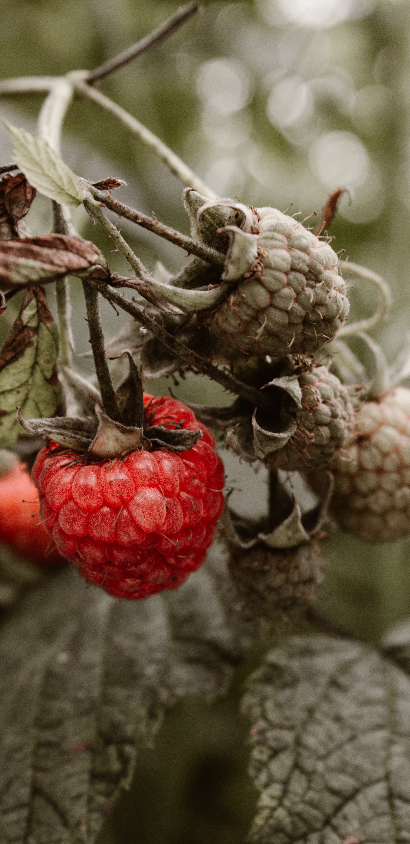 Обои Красная малина, ягоды, фрукты, растение, дерево в разрешении 1440x2960