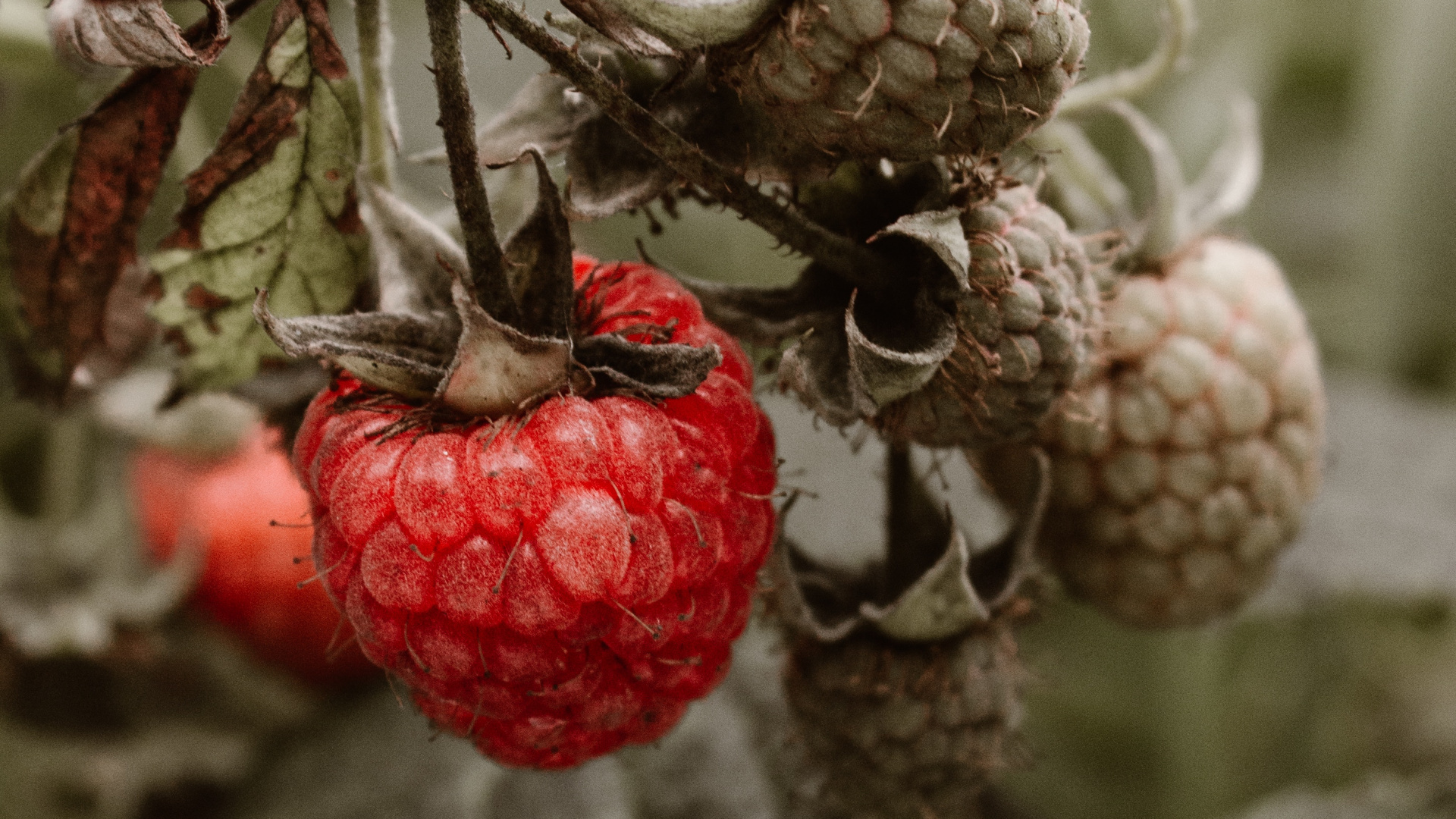 Обои Красная малина, ягоды, фрукты, растение, дерево в разрешении 1920x1080