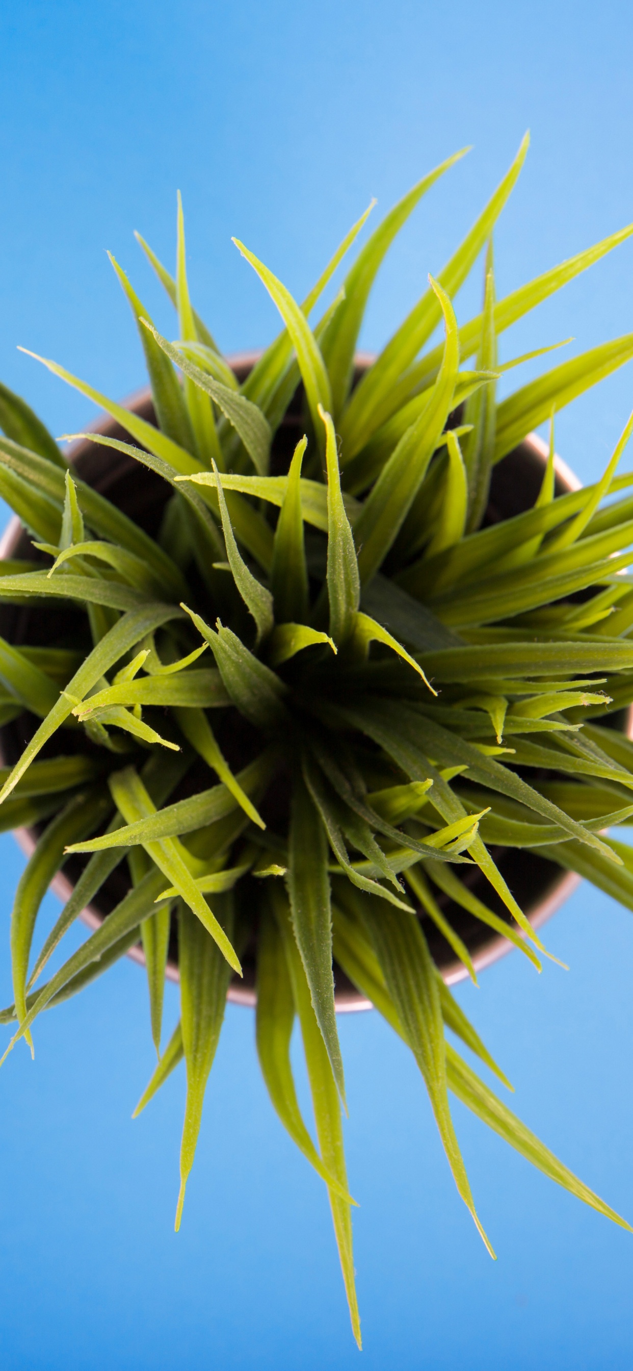 Обои зеленый, цветок, растение, наземное растение, цветковое растение в разрешении 1242x2688