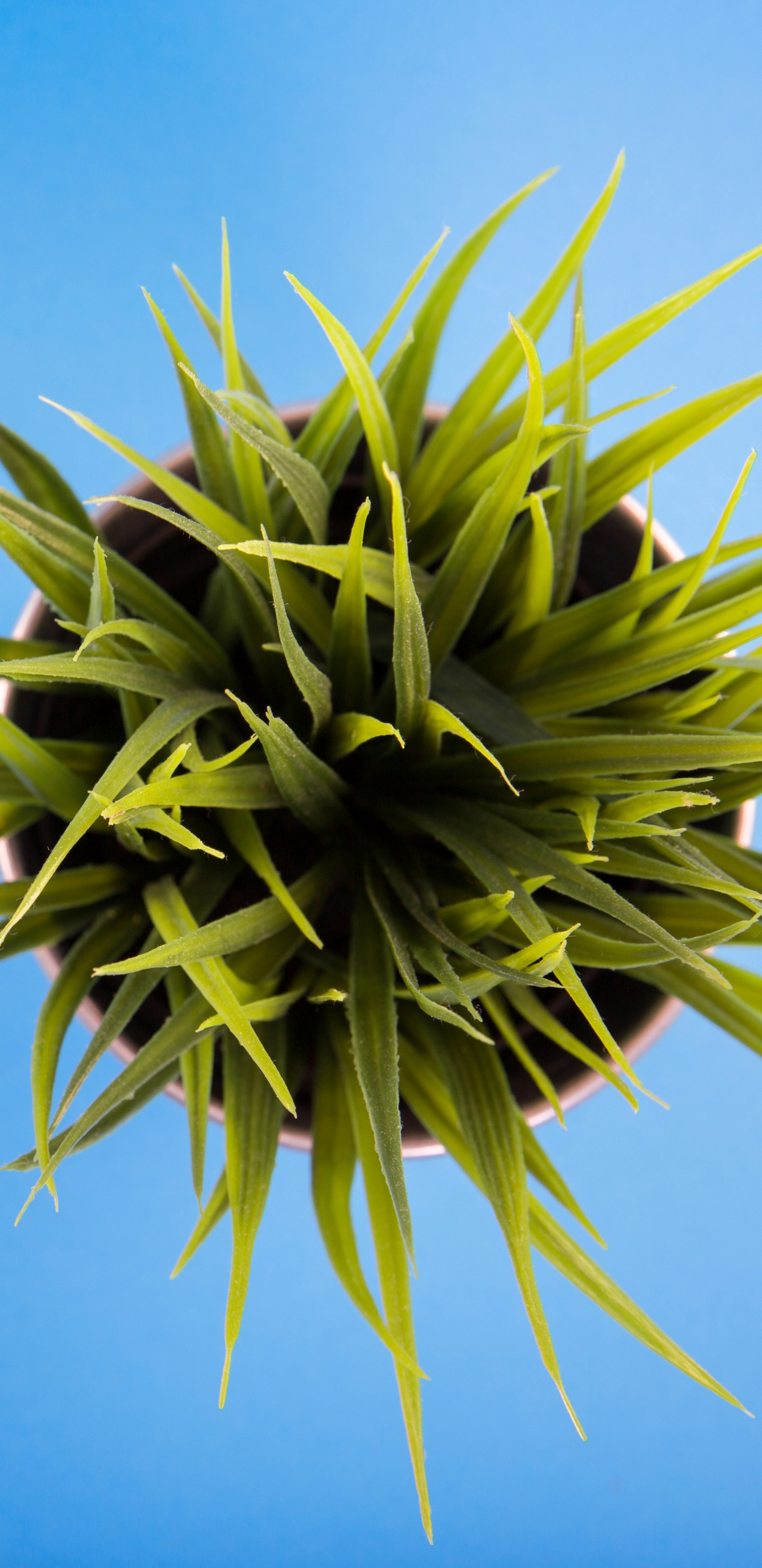 Обои зеленый, цветок, растение, наземное растение, цветковое растение в разрешении 1440x2960