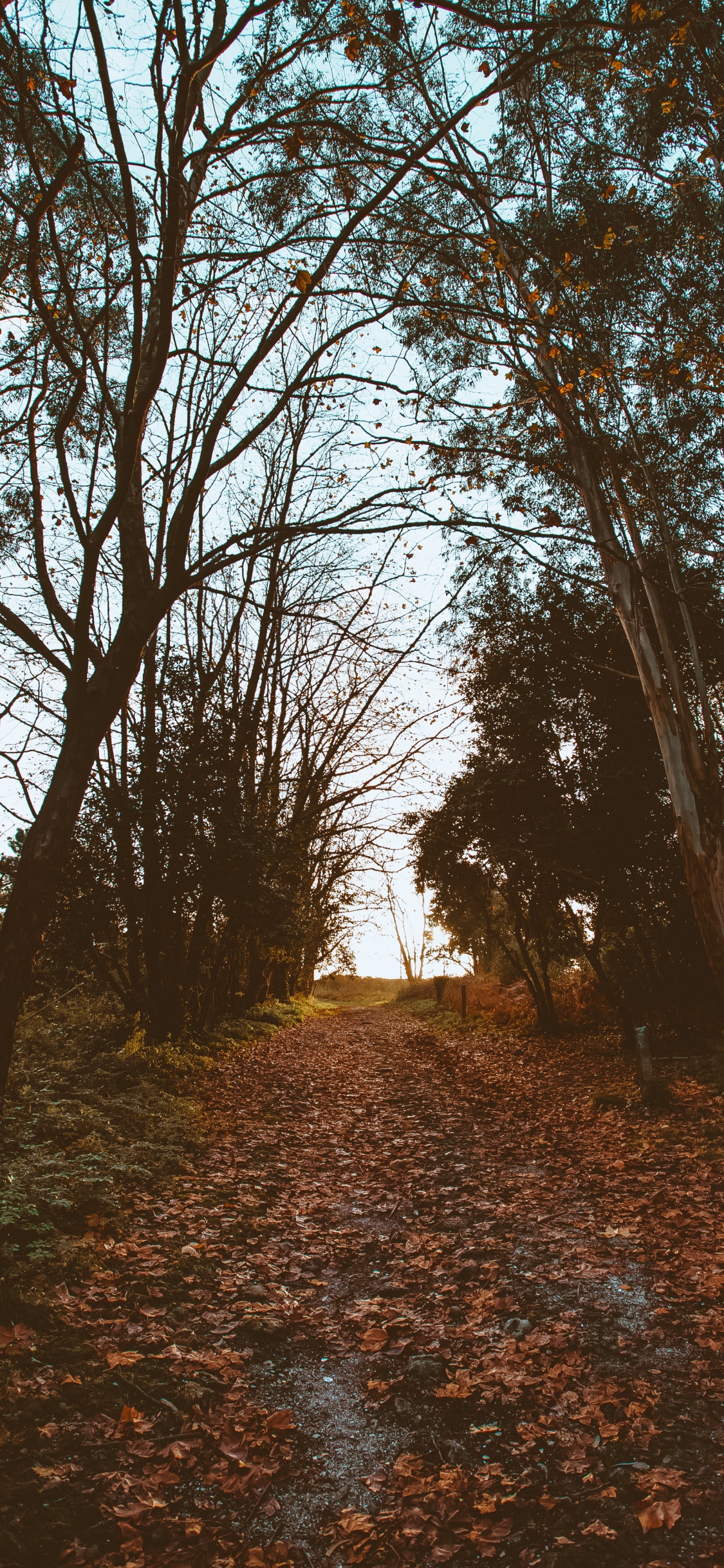 Обои природа, дерево, лист, природный ландшафт, окружающая среда в разрешении 1125x2436