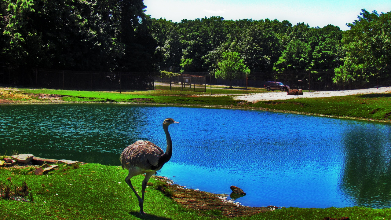 Обои птица, природный заповедник, вода, общие страуса, отражение в разрешении 1280x720