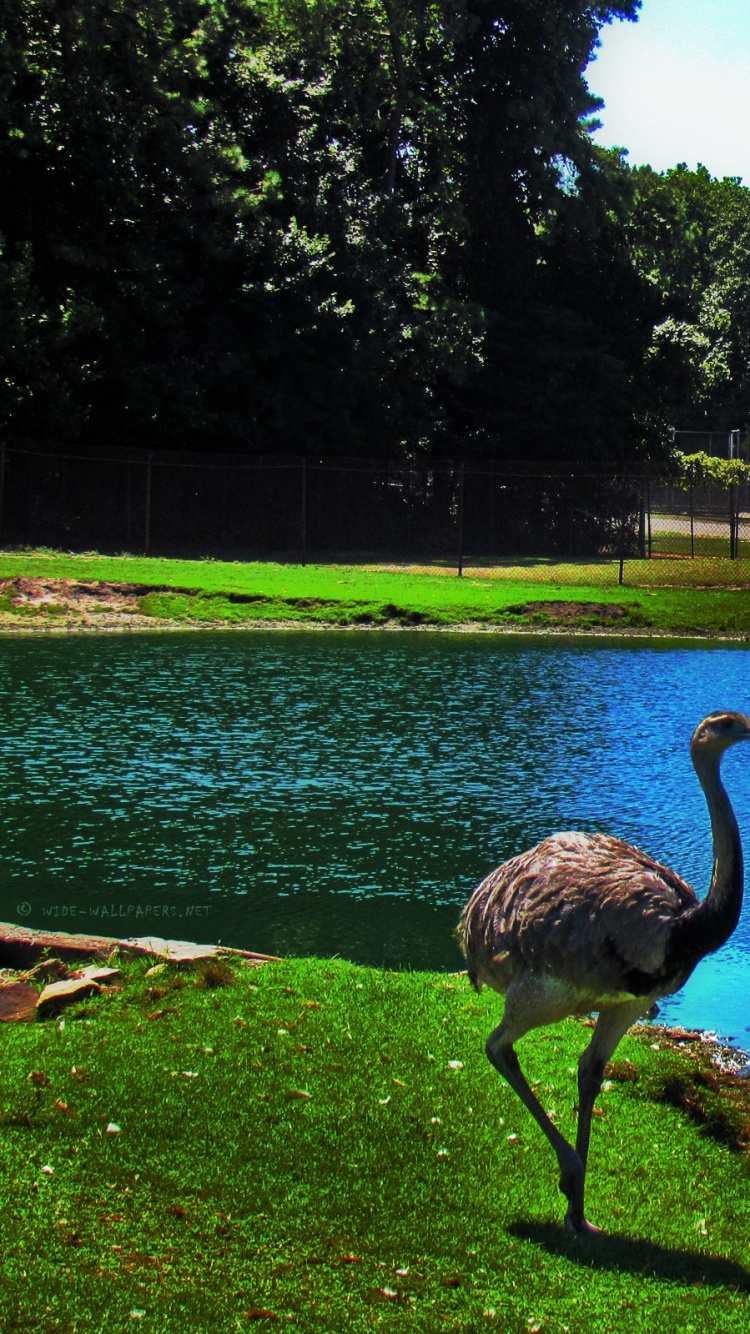 Обои птица, природный заповедник, вода, общие страуса, отражение в разрешении 750x1334