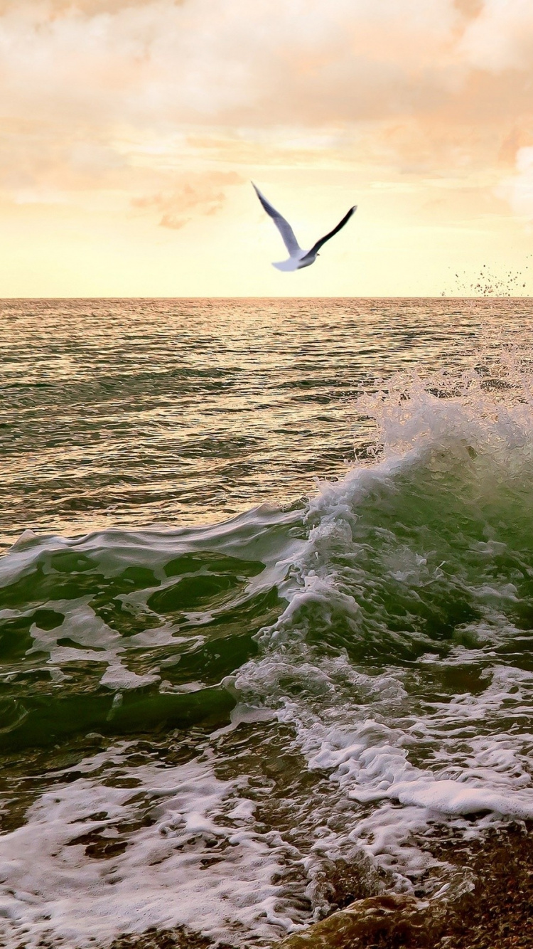 Обои ветровая волна, море, берег, океан, побережье в разрешении 750x1334