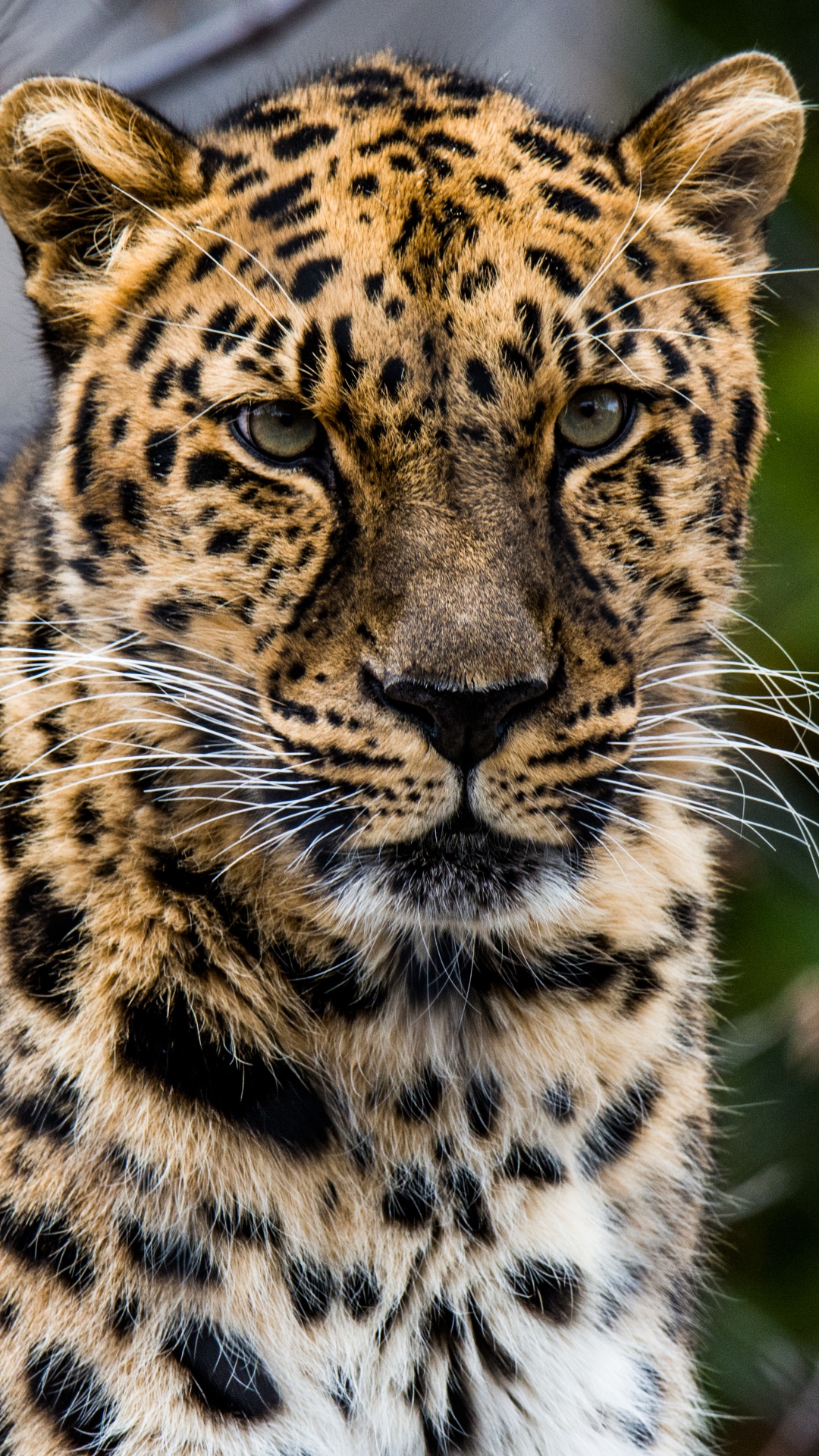 Обои африканский леопард, кошачьих, кот, большая кошка, наземные животные в разрешении 1080x1920