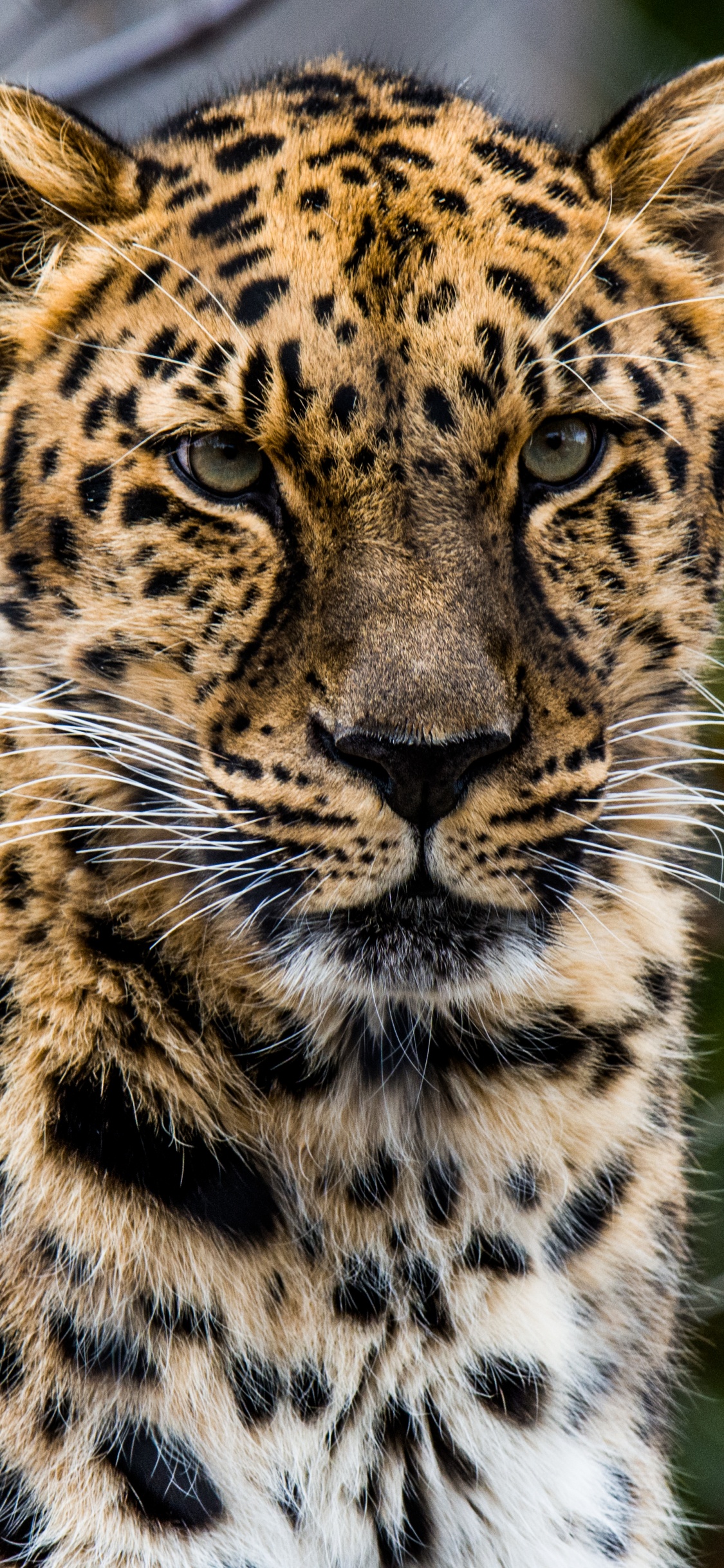 Обои африканский леопард, кошачьих, кот, большая кошка, наземные животные в разрешении 1125x2436