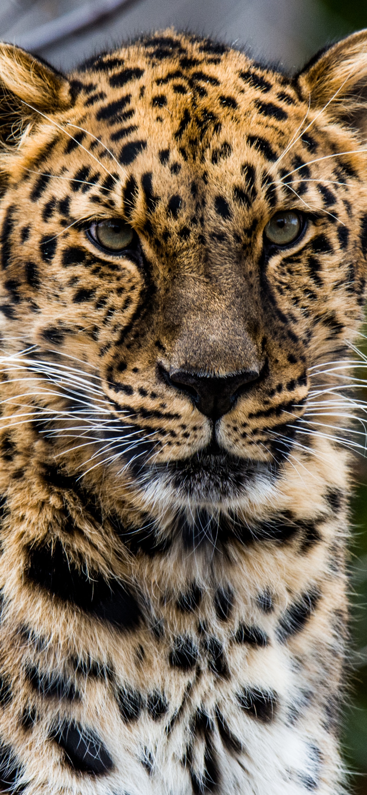 Обои африканский леопард, кошачьих, кот, большая кошка, наземные животные в разрешении 1242x2688