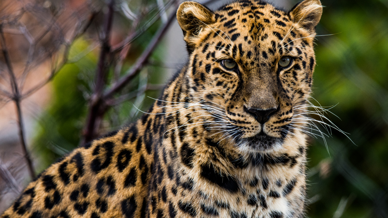 Обои африканский леопард, кошачьих, кот, большая кошка, наземные животные в разрешении 1280x720