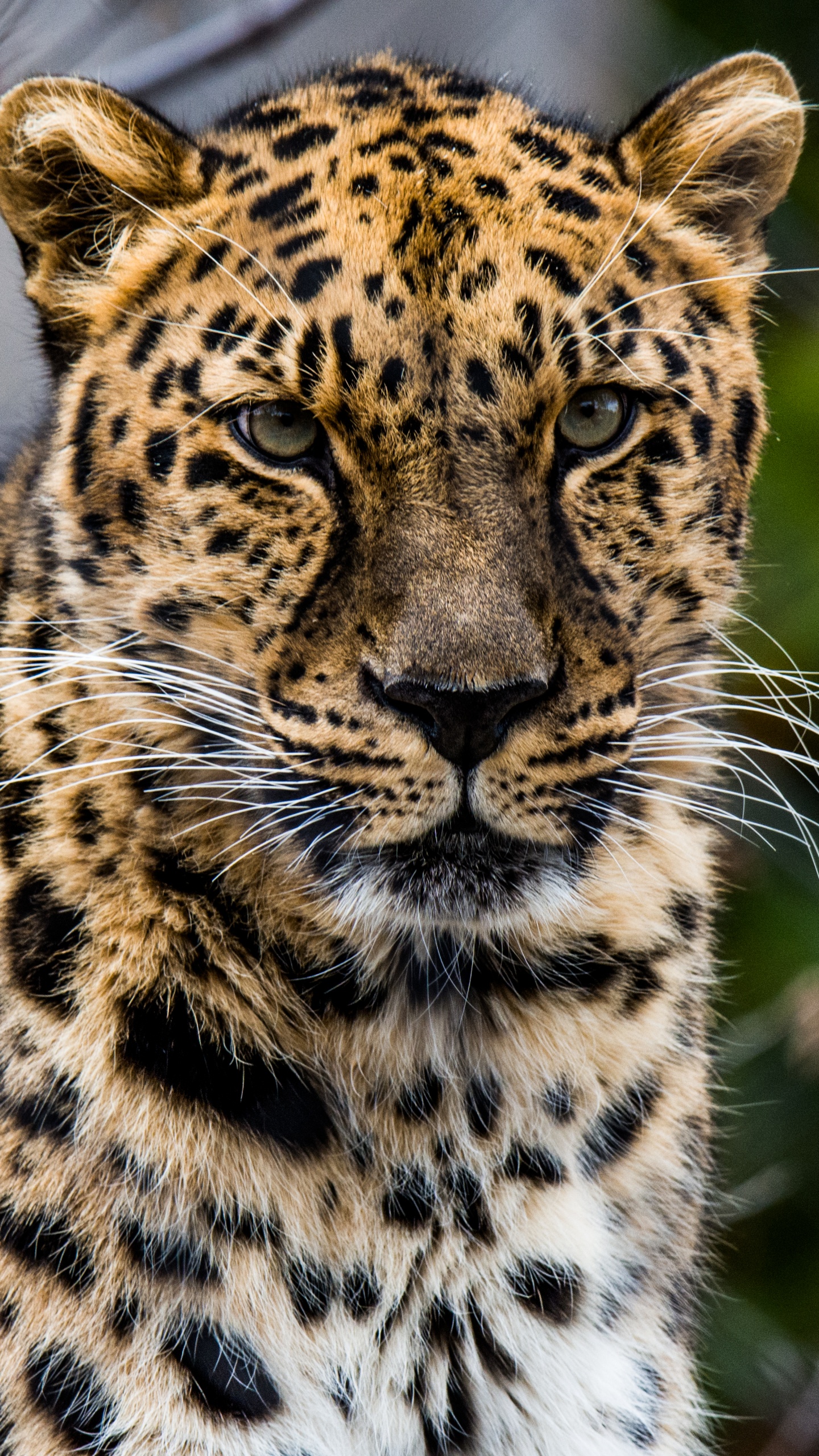 Обои африканский леопард, кошачьих, кот, большая кошка, наземные животные в разрешении 1440x2560