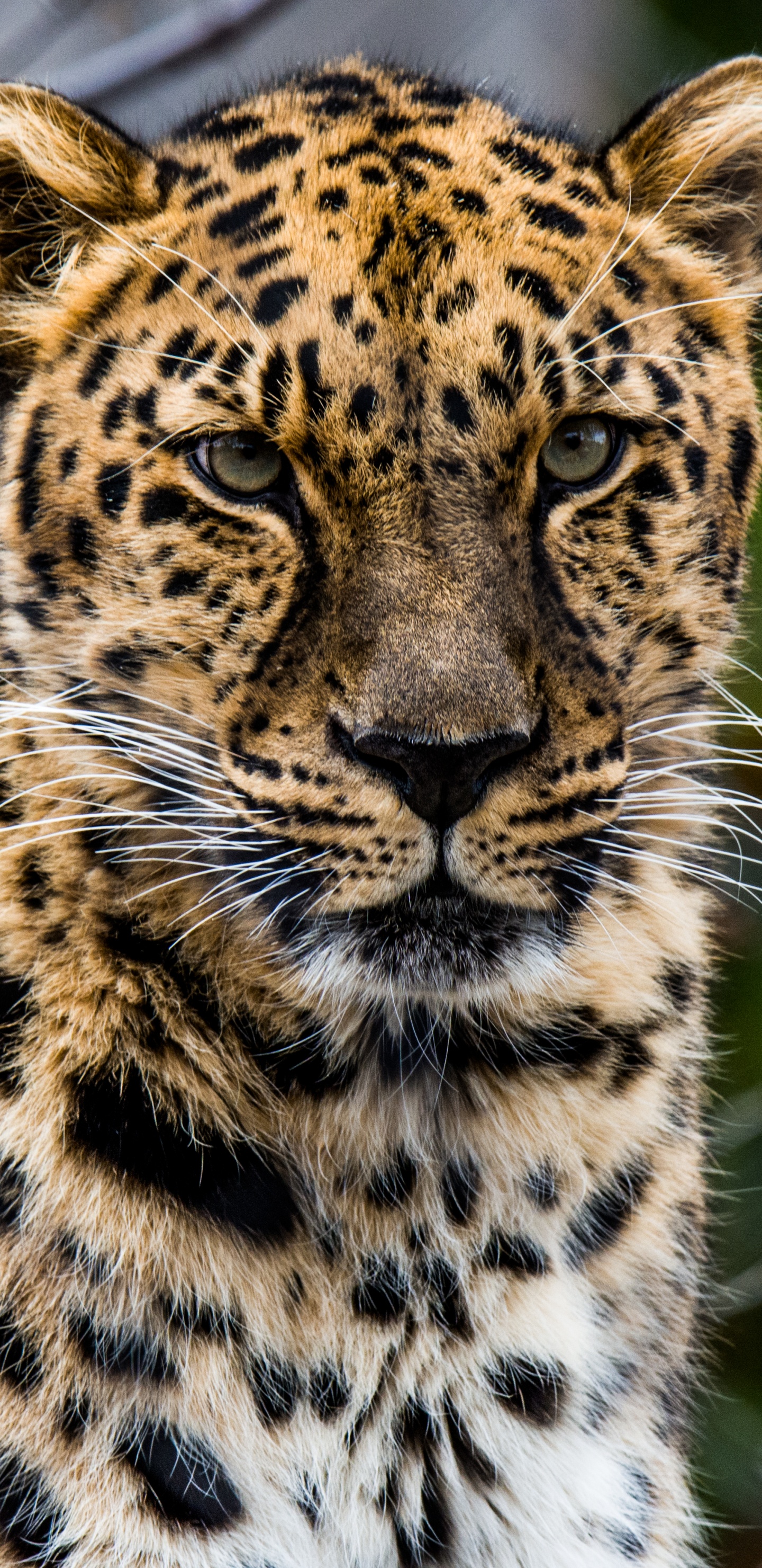 Обои африканский леопард, кошачьих, кот, большая кошка, наземные животные в разрешении 1440x2960