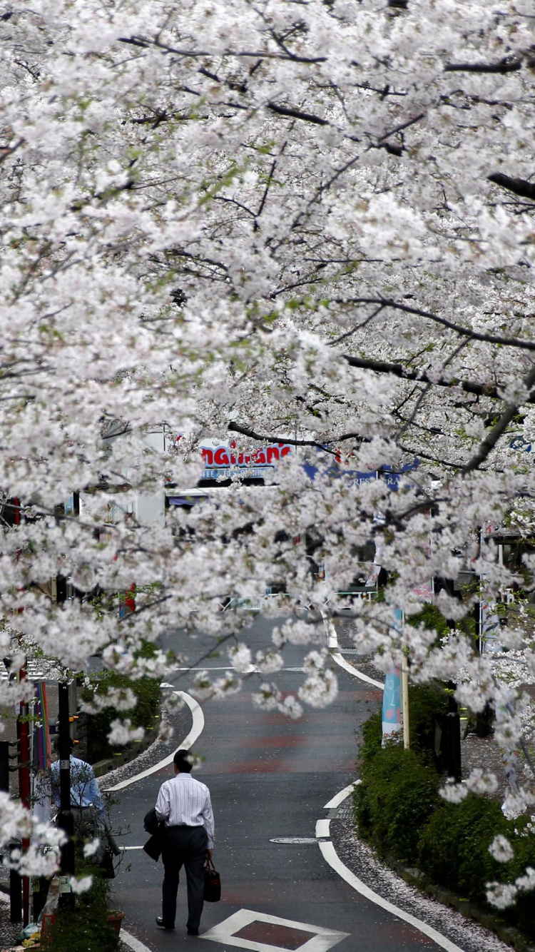 Обои Южная Корея, цветение вишни, Ханами, цветок, расцвет в разрешении 750x1334