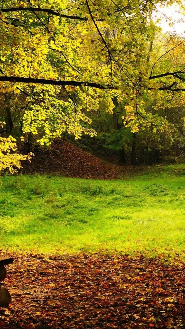 Обои природа, лист, осень, fondos де pantalla де-парк, экосистема в разрешении 720x1280