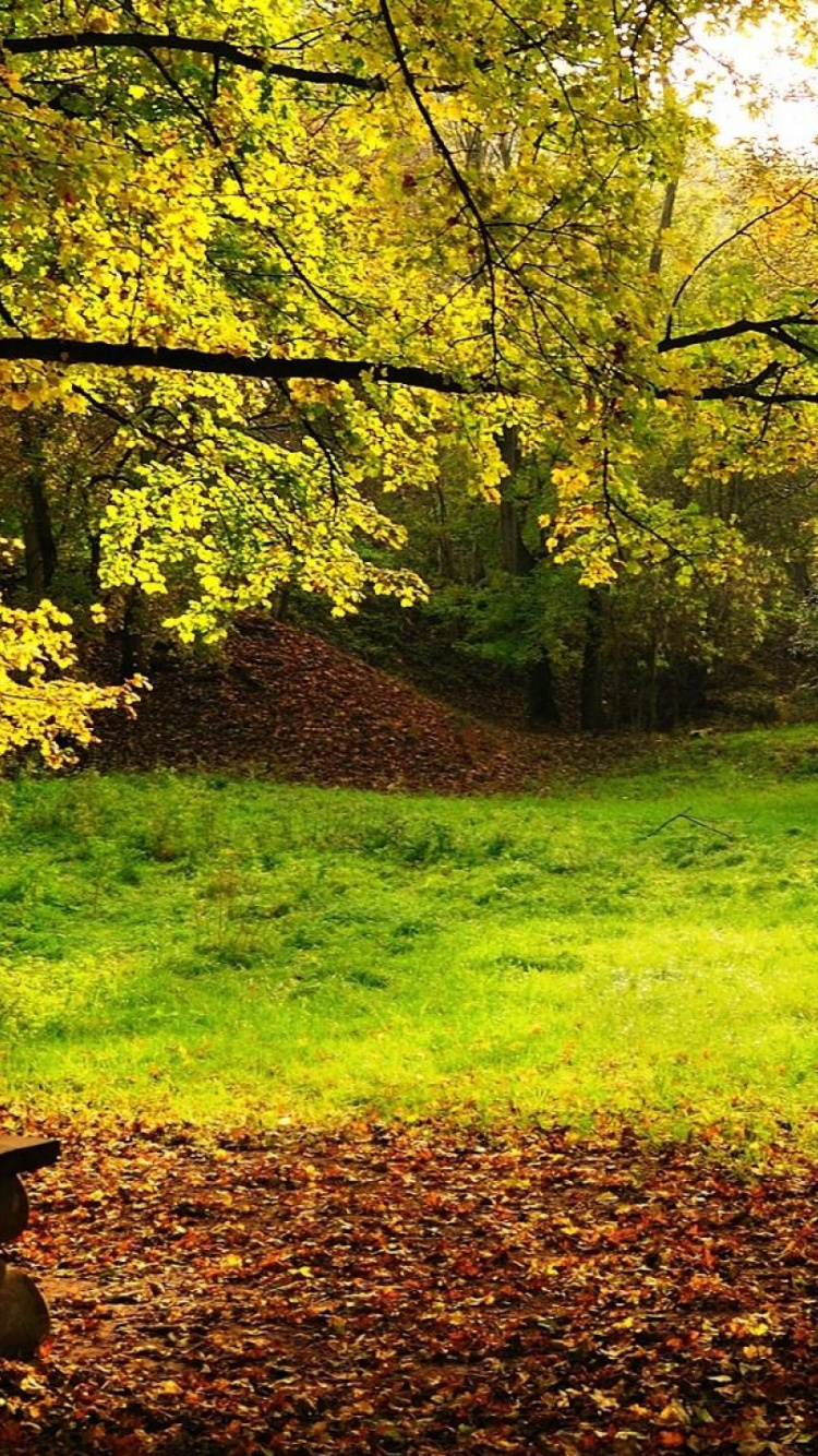 Обои природа, лист, осень, fondos де pantalla де-парк, экосистема в разрешении 750x1334