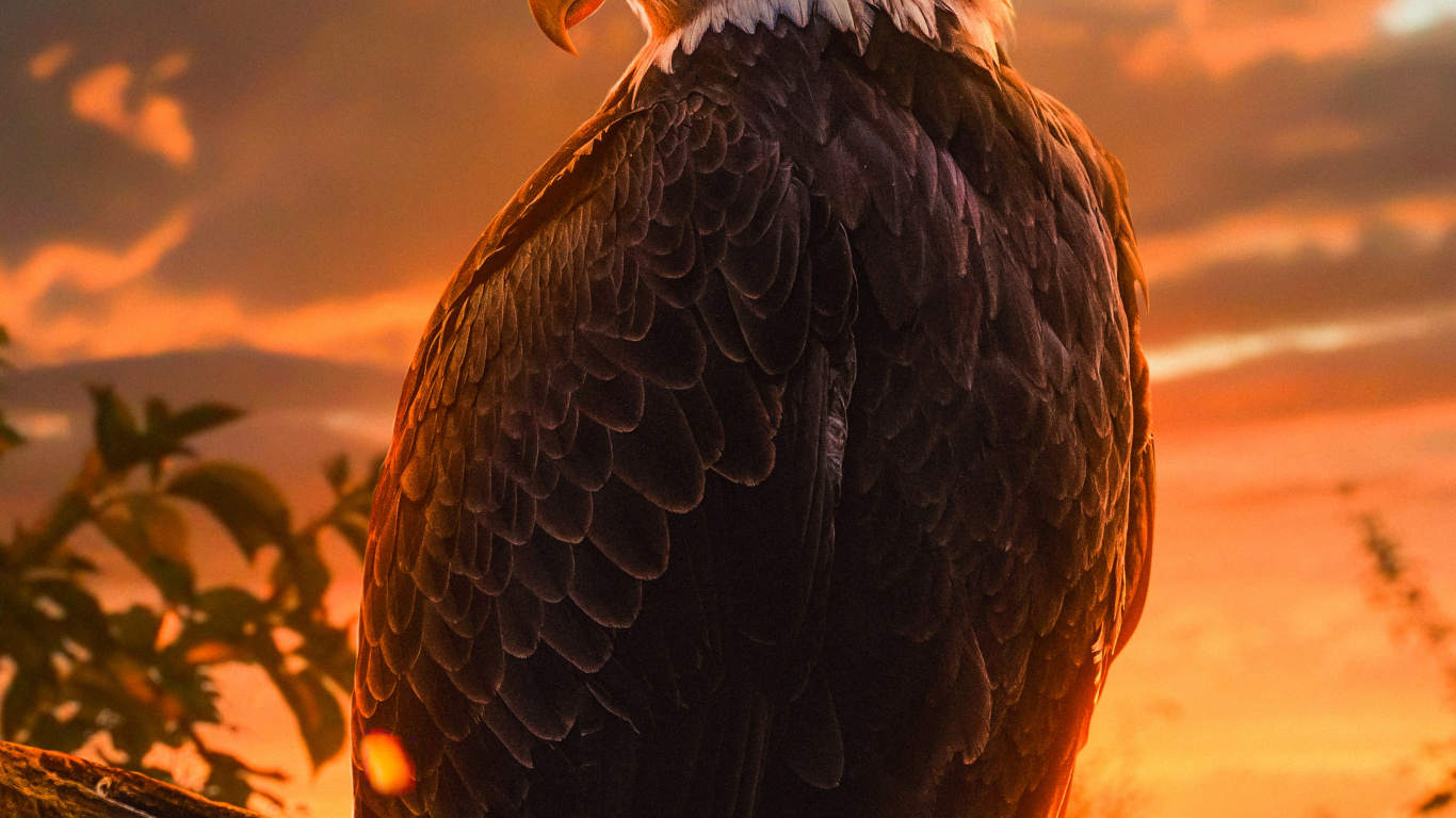 Обои белоголовый Орлан, золотой Орел, Орел, птица, глаз в разрешении 1366x768