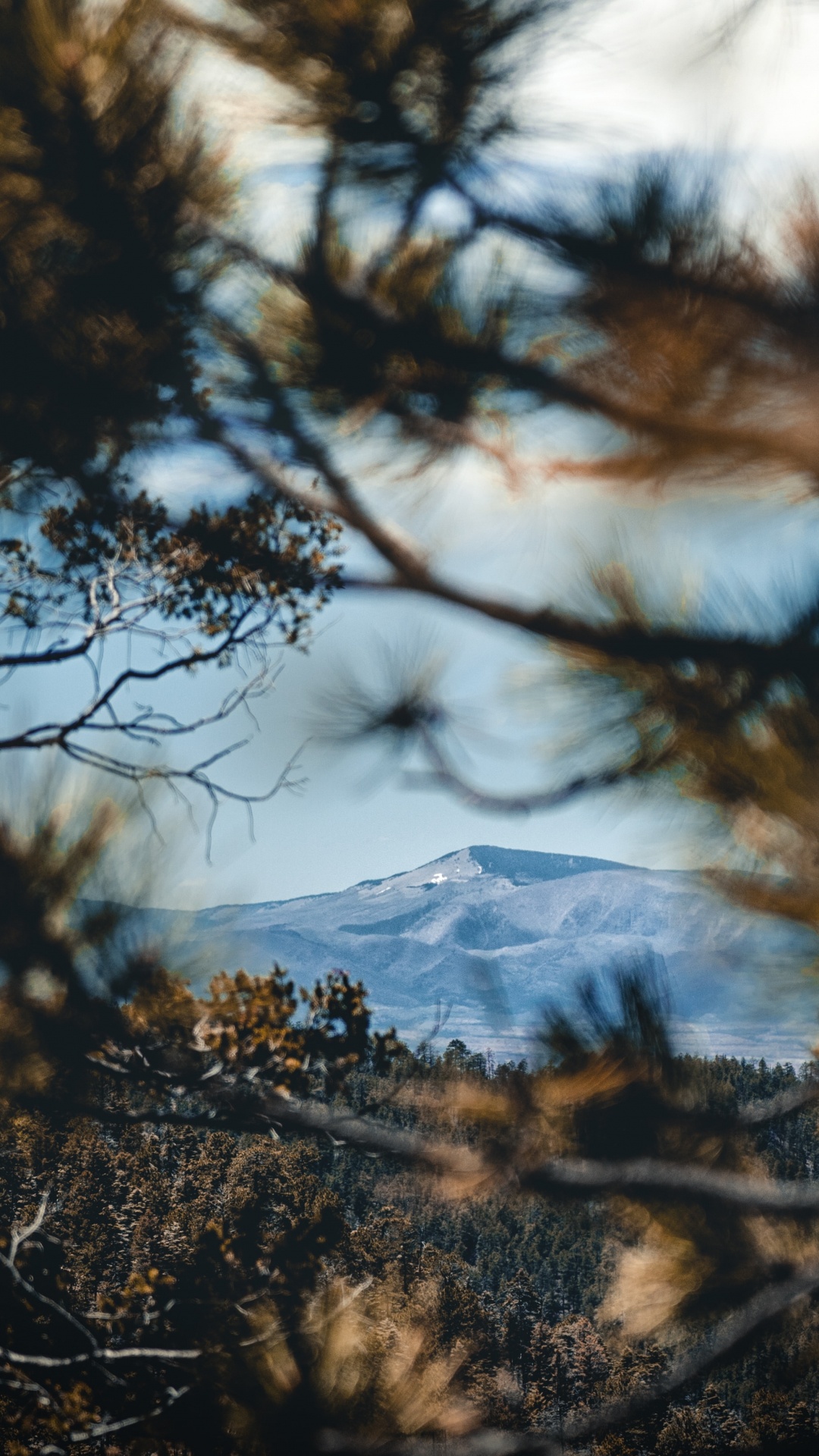 Обои отражение, дикая местность, природный ландшафт, природа, древесные растения в разрешении 1080x1920