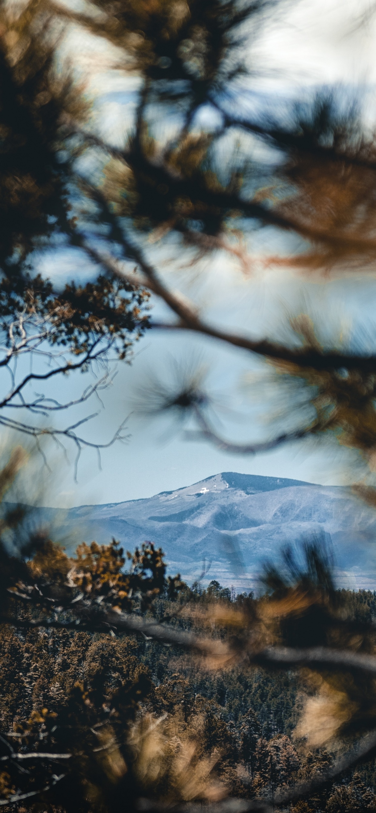 Обои отражение, дикая местность, природный ландшафт, природа, древесные растения в разрешении 1242x2688