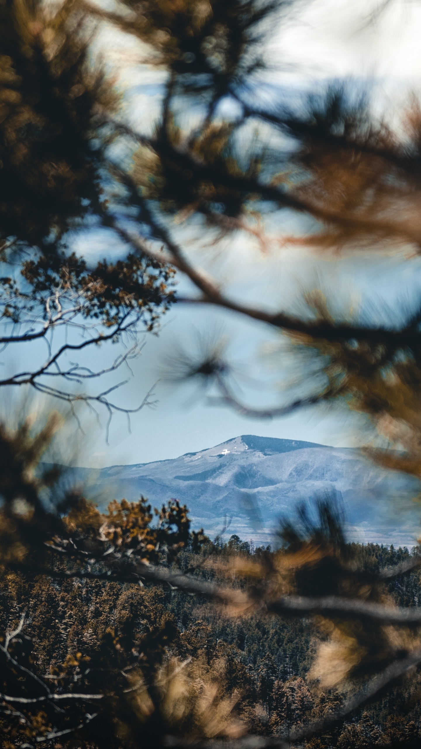 Обои отражение, дикая местность, природный ландшафт, природа, древесные растения в разрешении 1440x2560