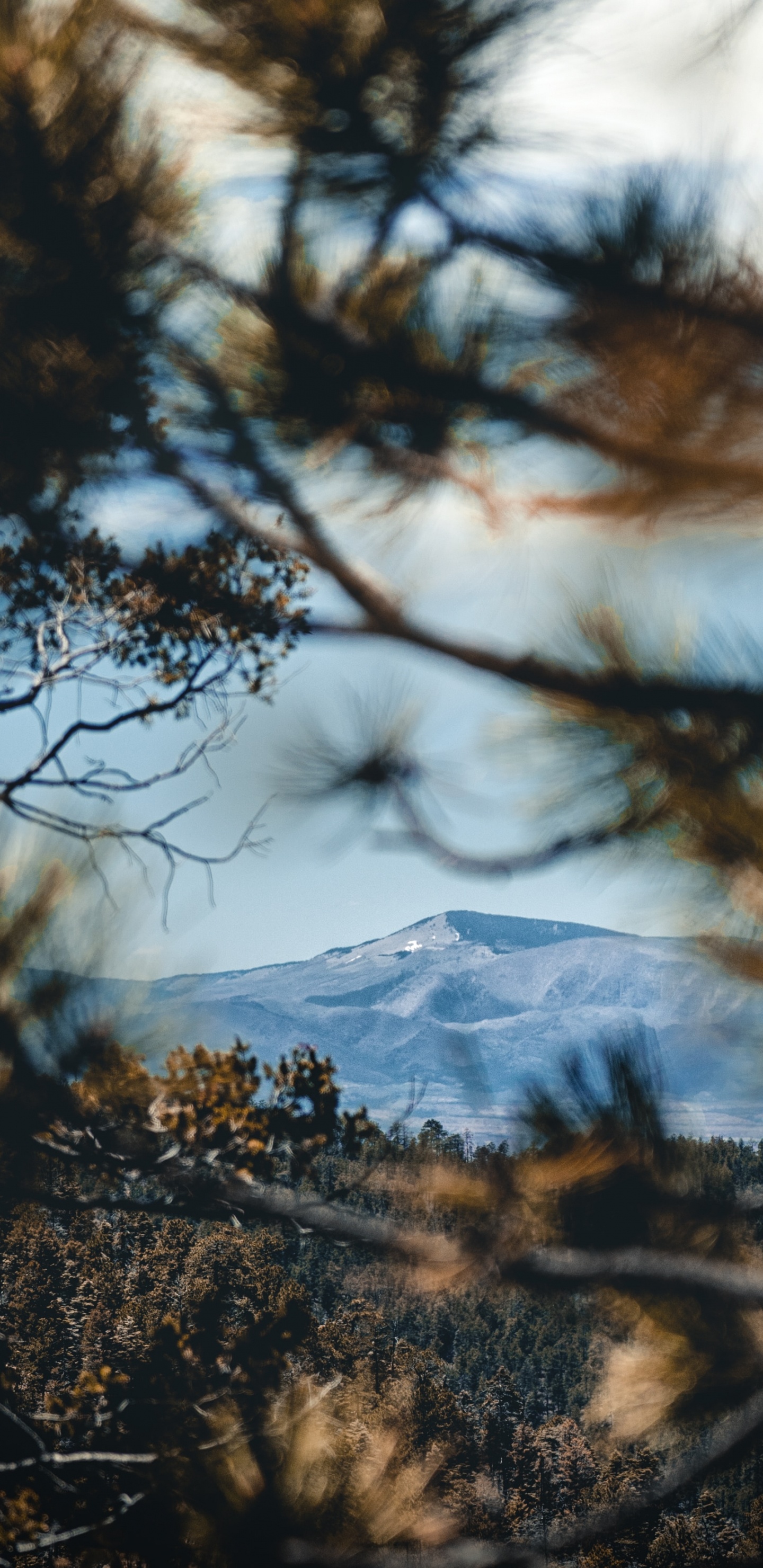 Обои отражение, дикая местность, природный ландшафт, природа, древесные растения в разрешении 1440x2960