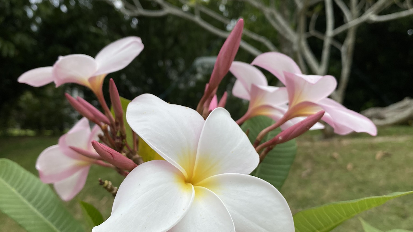 Обои Флора, наука, физика, растительность, лепесток в разрешении 1366x768