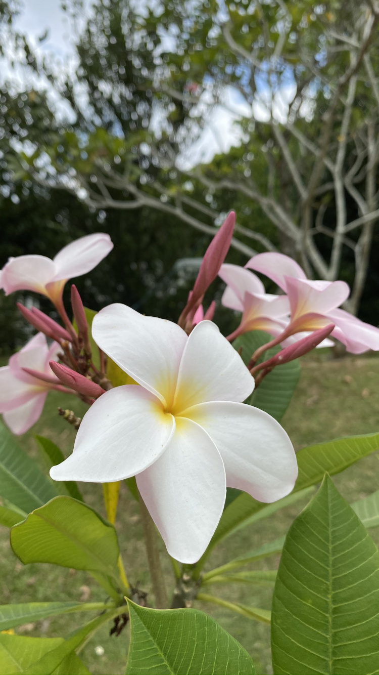 Обои Флора, наука, физика, растительность, лепесток в разрешении 750x1334