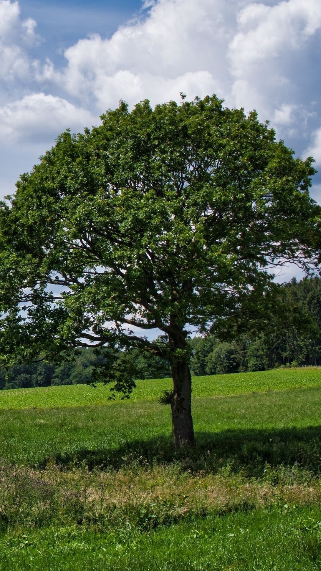 Обои облако, растение, природный ландшафт, ветвь, дерево в разрешении 1080x1920