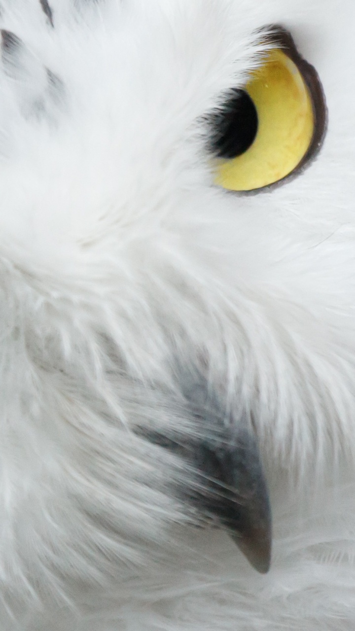 Обои Снежная сова, хищная птица, сова, птица, клюв в разрешении 720x1280