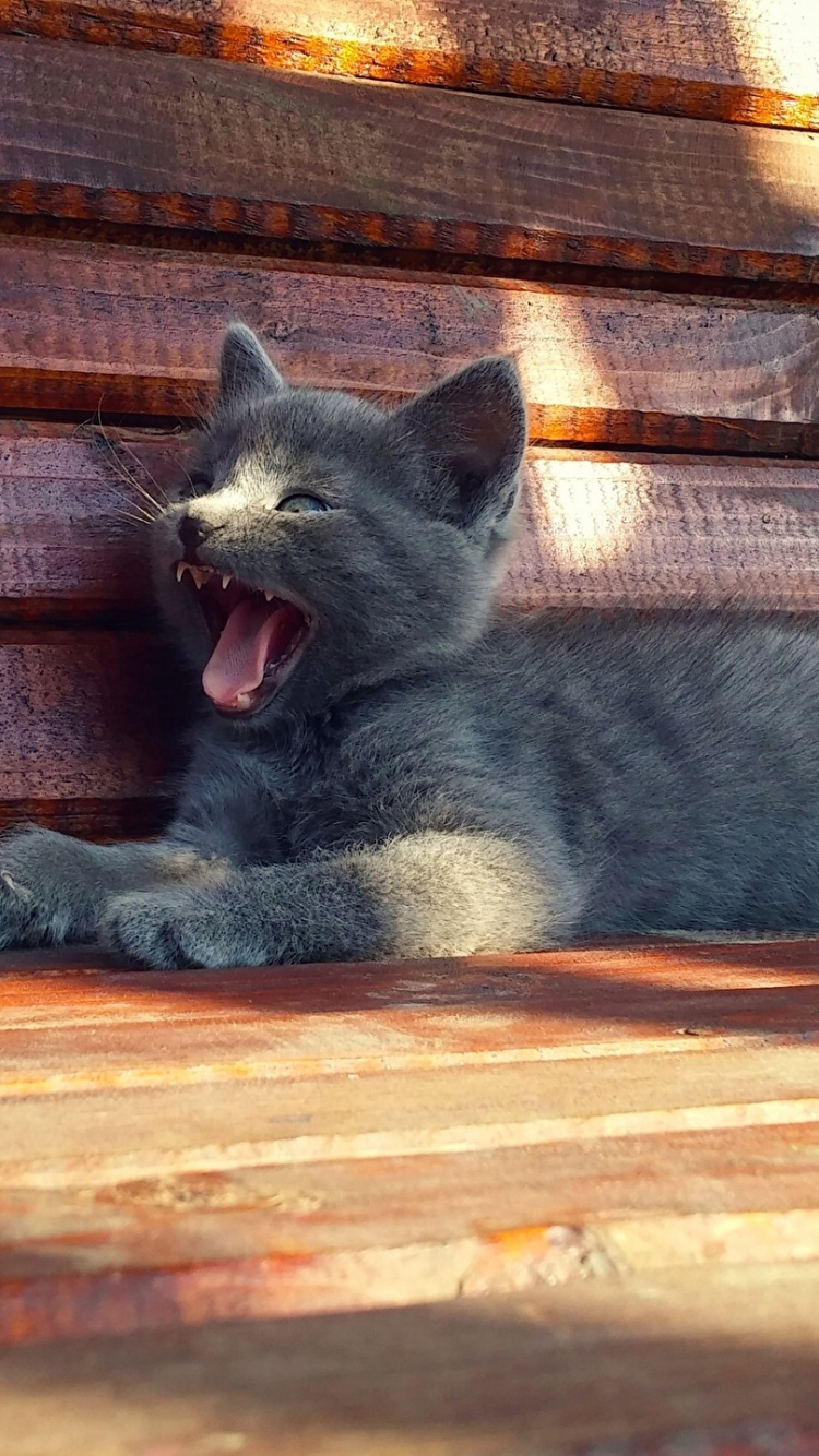 Обои кот, русская голубая, котенок, морда, шартрез в разрешении 750x1334