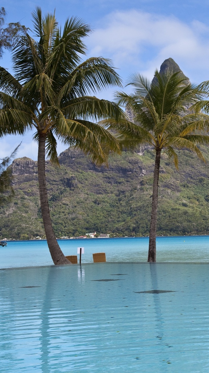 Обои плавательный бассейн, дерево, прибежище, Пальма, тропическая зона в разрешении 720x1280