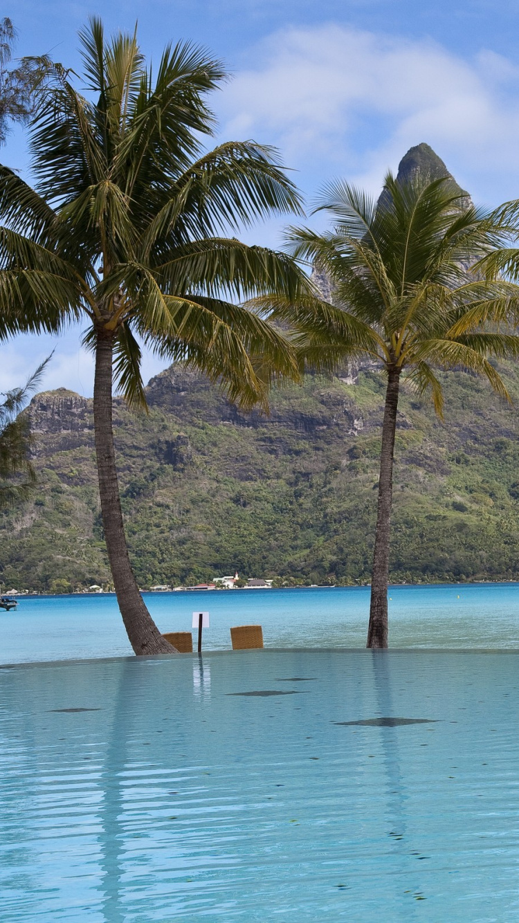 Обои плавательный бассейн, дерево, прибежище, Пальма, тропическая зона в разрешении 750x1334